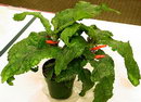 سینینژیا ,Sinningia ,باکی گولی,شیپوری مخملی,Dircaea lobulata